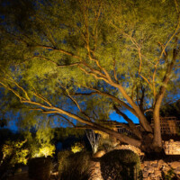 up lighting on large tree