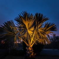 short palm tree with ground lighting