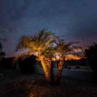 up light fixture for palm tree