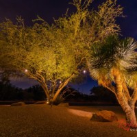 desert tree lighting