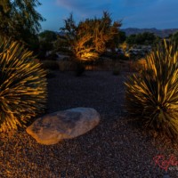 lighting Phoenix desert plants