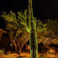 suguaro landscape lighting