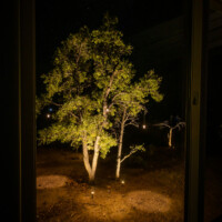 dark sky compliant tree lighting