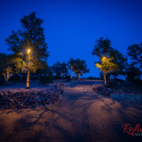 tree lighting driveway