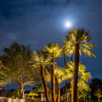 Arizona palm tree uplighting