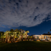 palm tree professional lighting