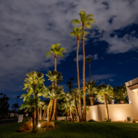 professional palm tree lighting